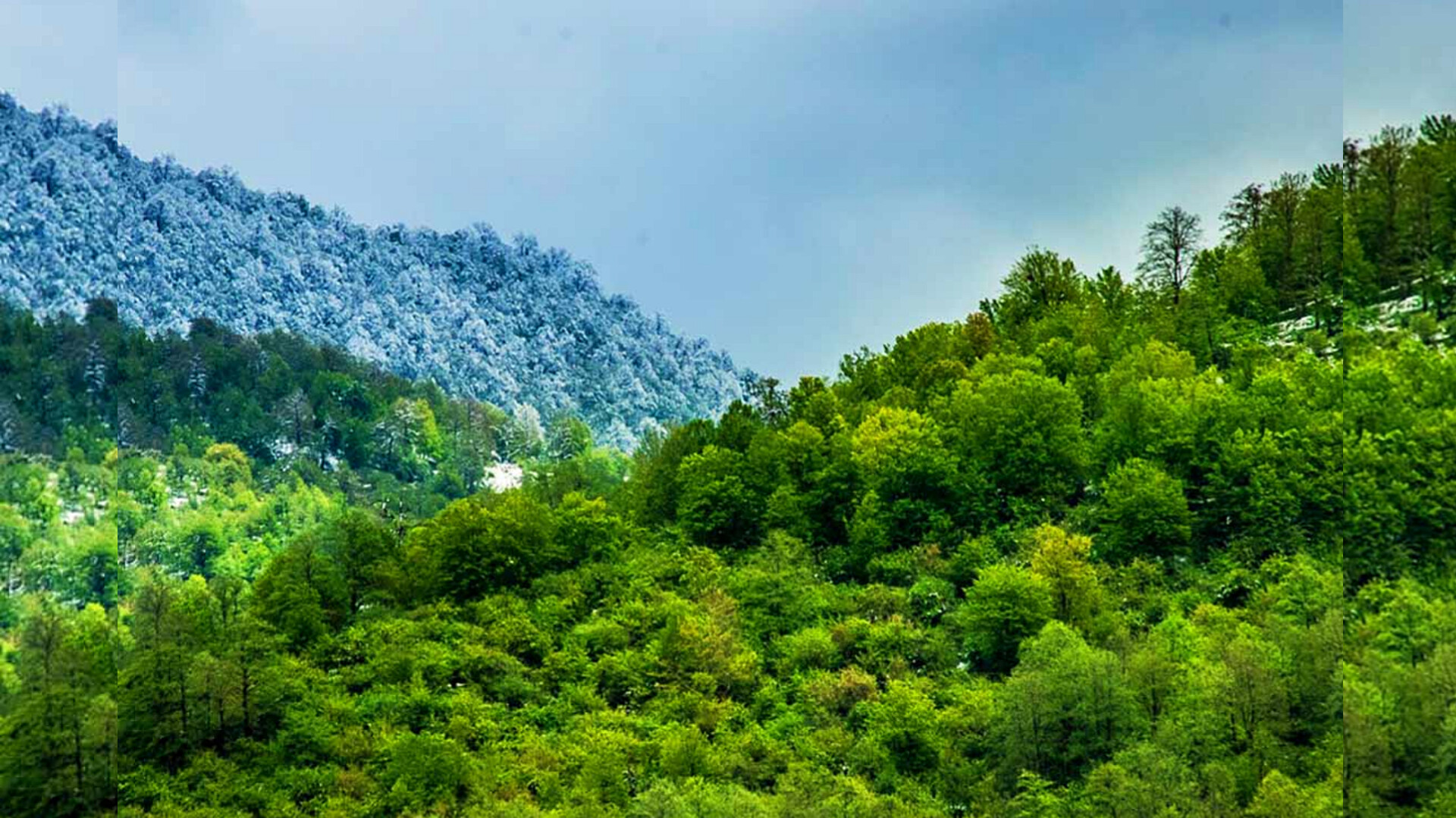 جنگل‌های شمال